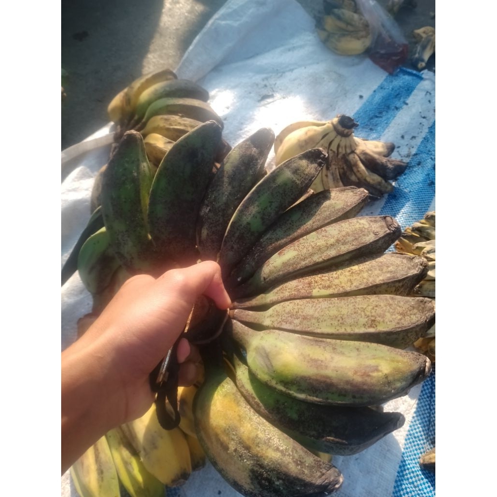 

pisang kepok untuk makanan