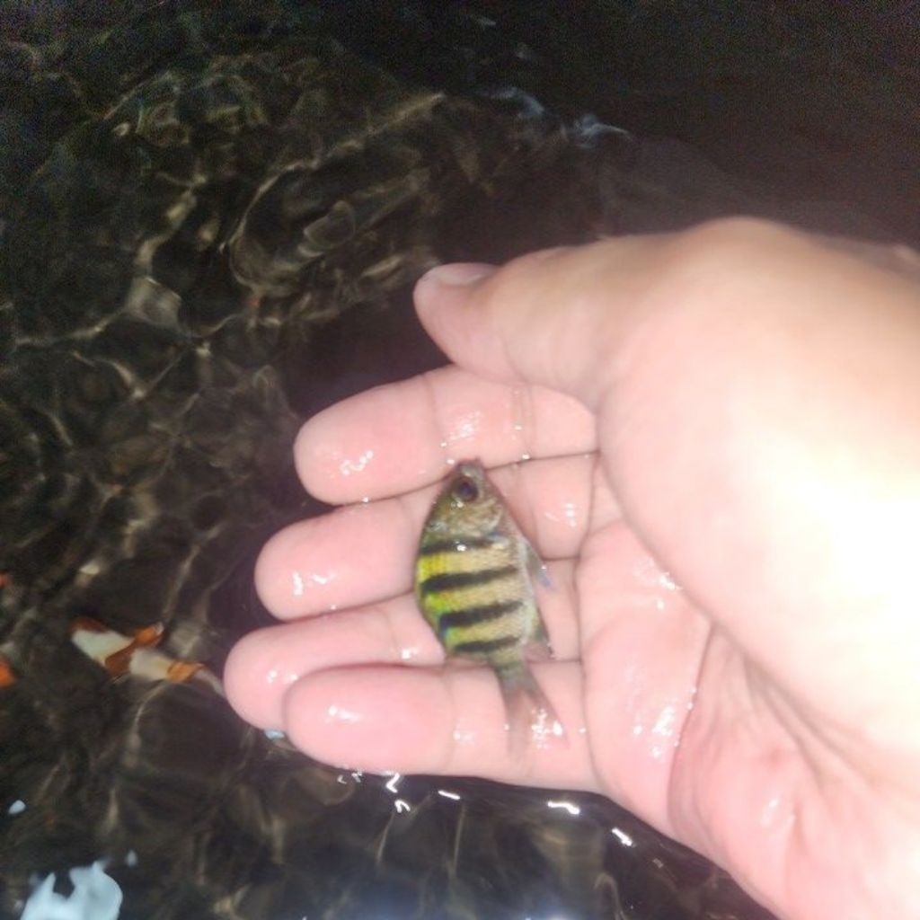 ikan hias air laut betok sersan mayor