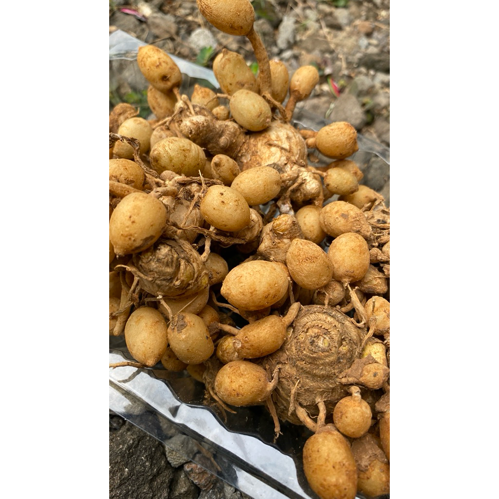 

Kunyit Putih Gombyok Segar 500 gr dan 1 kg