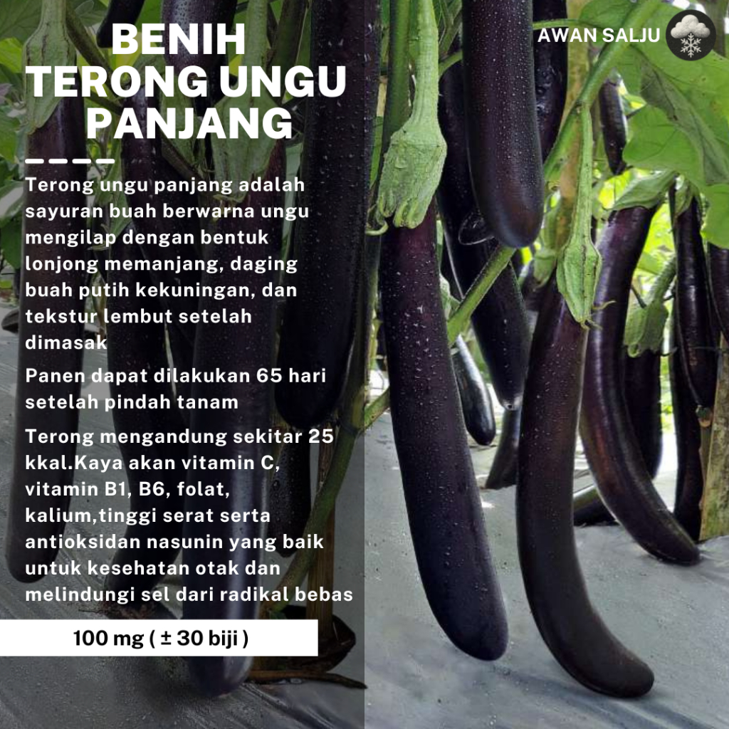 Benih Terong Ungu Panjang Bibit Sayur Terong Ungu Panjang