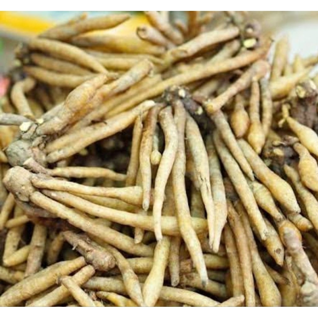 

Temu kunci segar fresh 500 gram-az