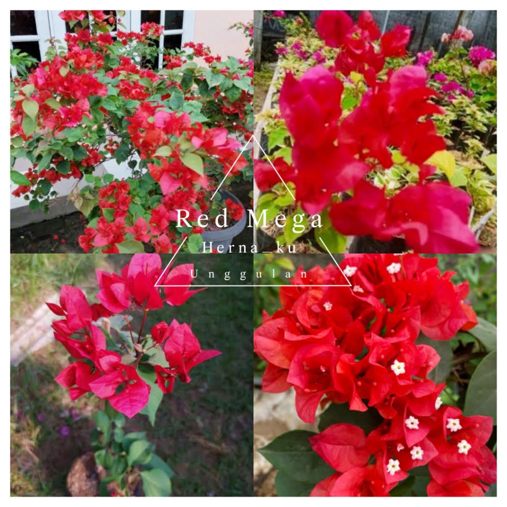 Bunga Bugenvil MERAH MEGA Orian Rimbun / Bougenville RED MEGA cantik Terlaris