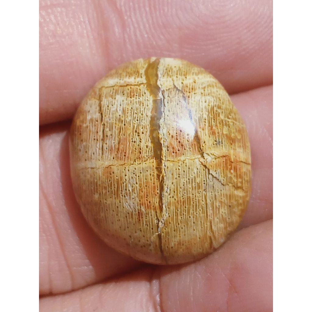 Batu Fosill Kelor Tapak Jalak Emas