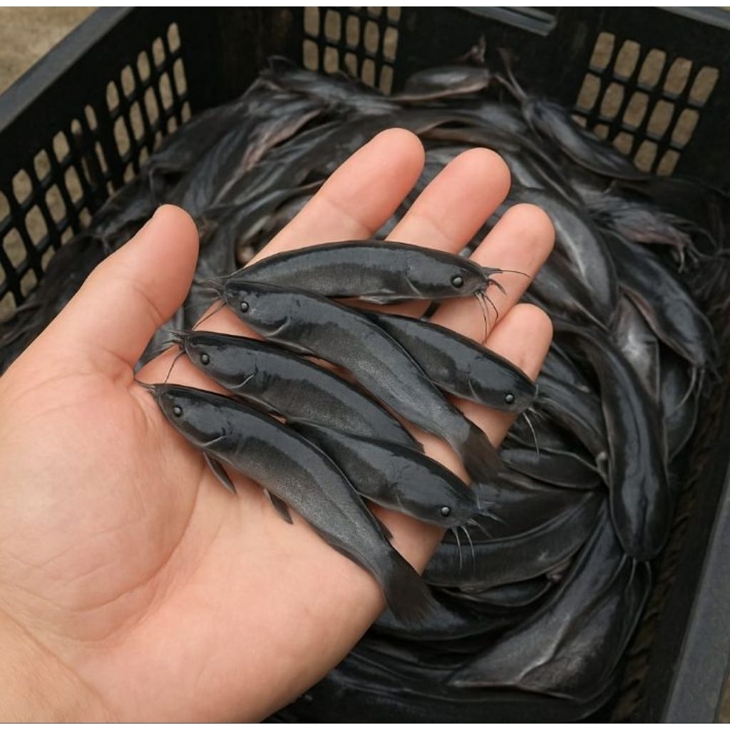 Bibit Lele Sangkuriang/Mutiara Paket 100 Ekor - Ukuran 7/8 Cm - Bibit Unggul Dari Indukan Berkualita