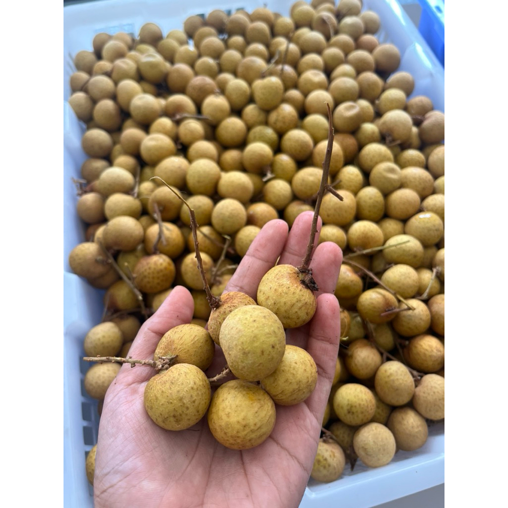 

Kelengkeng bangkok sticker emas maniss jumbo