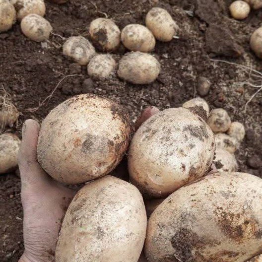 

kentang segar (500gr dan 1000gr)berukuran sedang,besar berkualitas premium