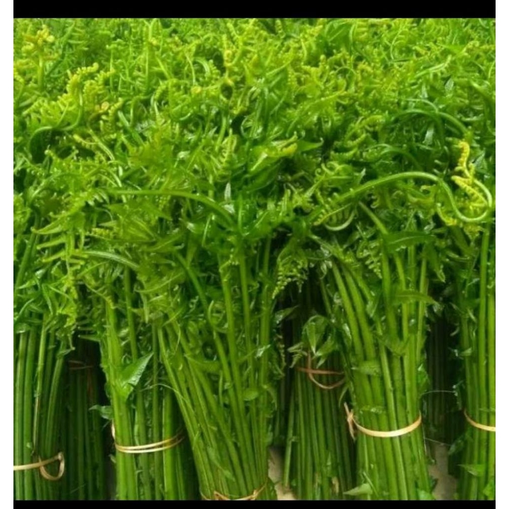 

sayuran pakis 1kg super segar