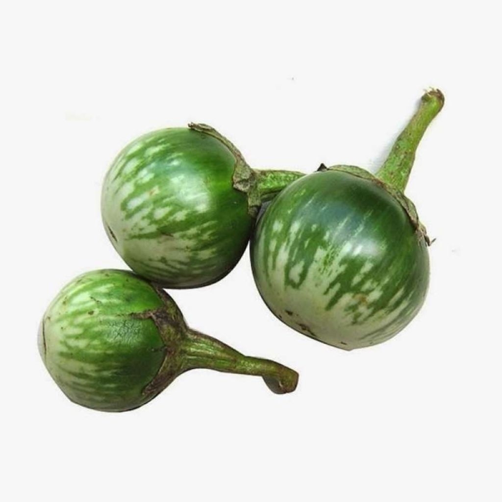 

Terong Bulat segar dan murah