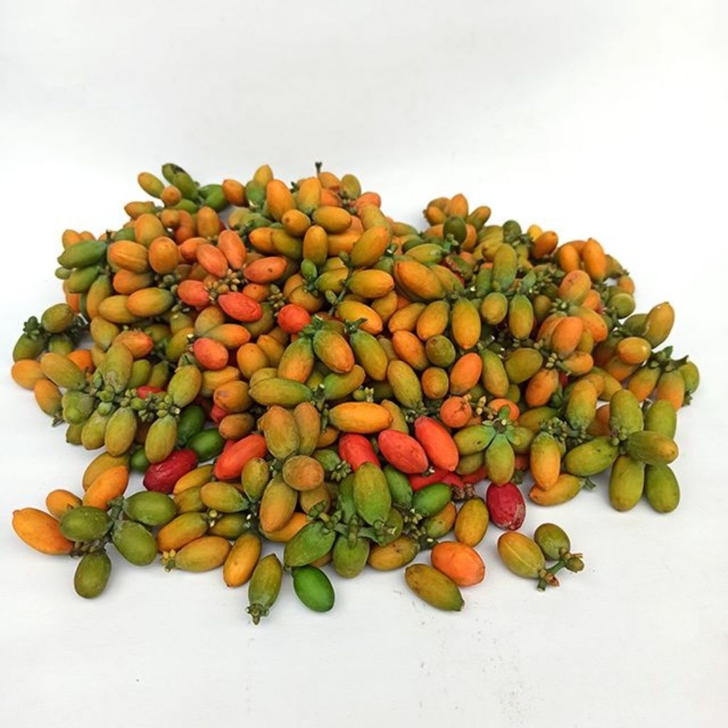 

Buah Tangkil Atau Melinjo Segar Fresh 1 KG