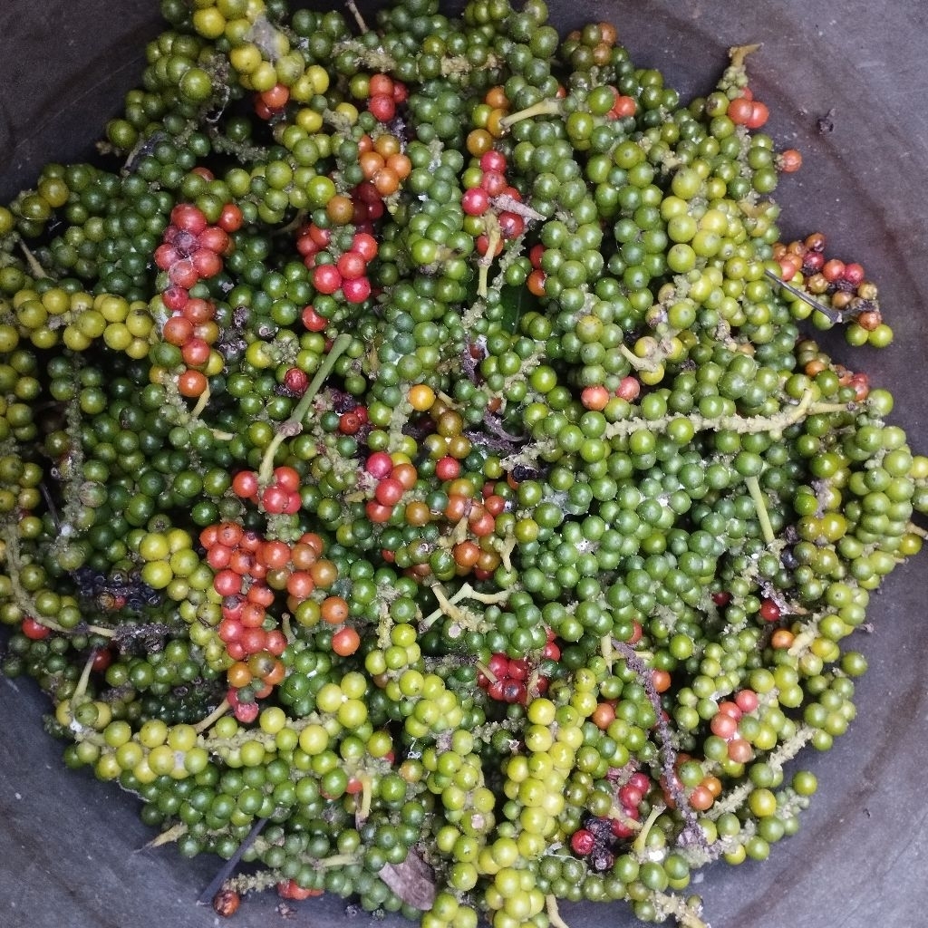 

Lada segar order masuk baru petik 10 gr