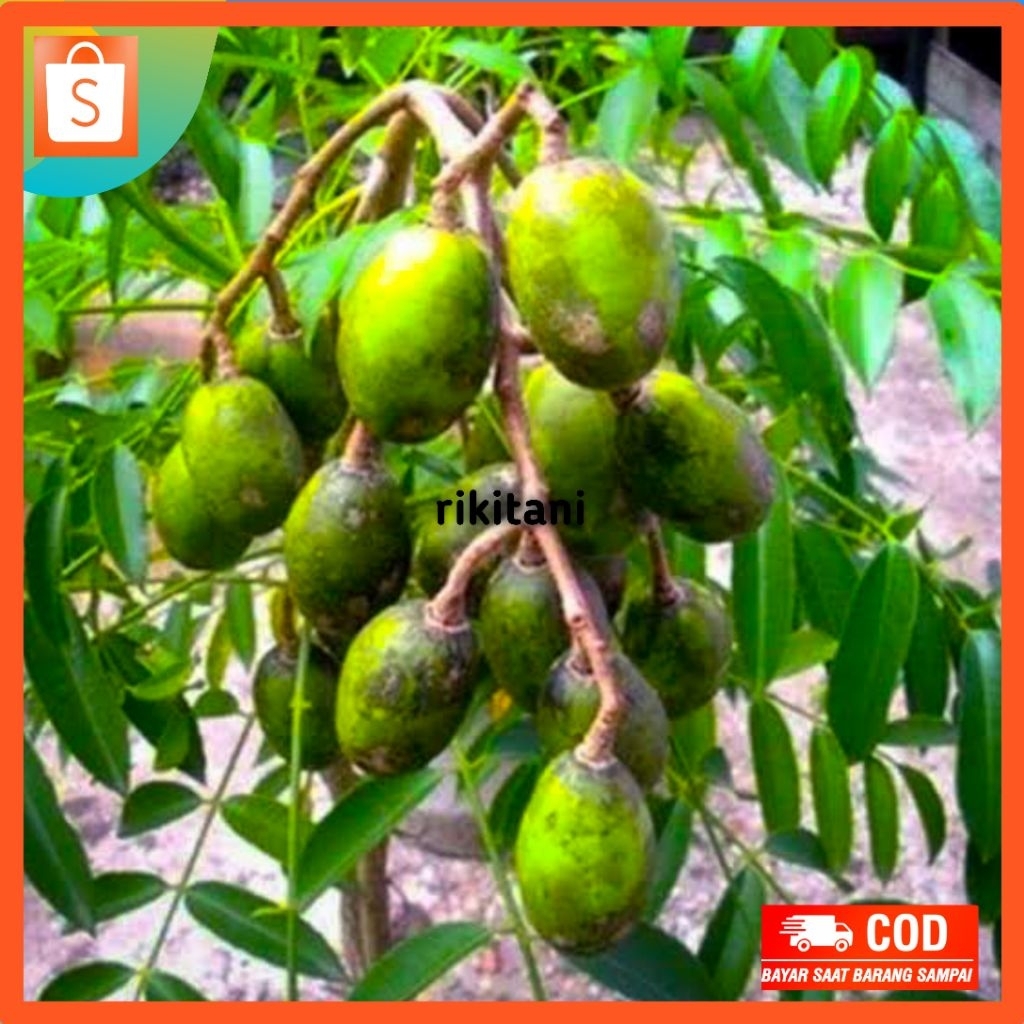 bibit kedondong super jumbo asli
