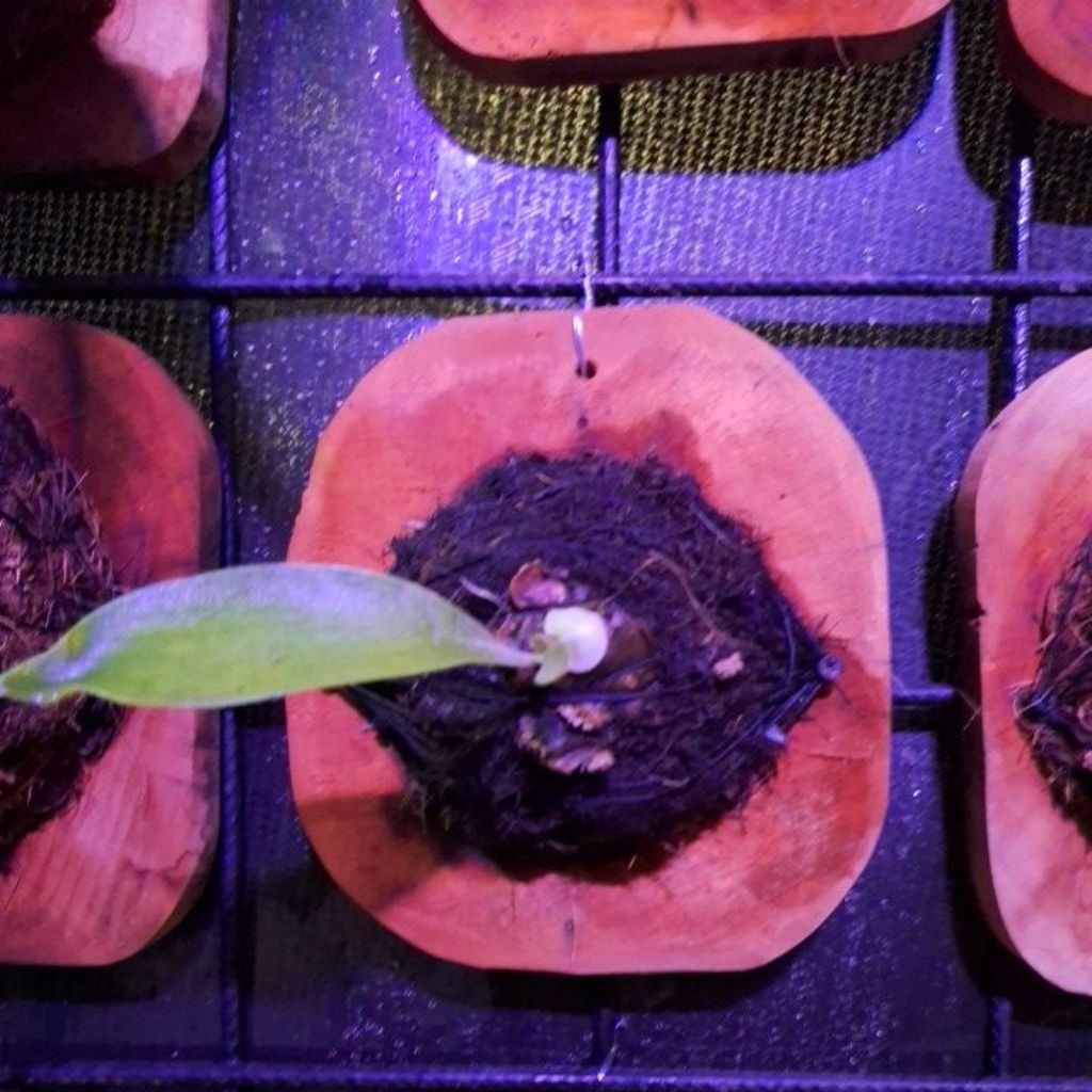 platycerium ellisi anakan + sesuai gambar stok 1