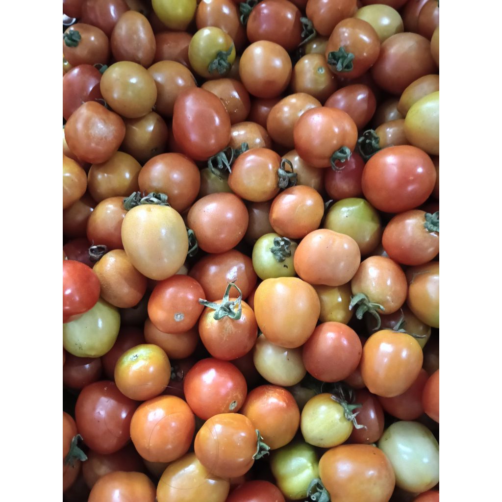 

tomat fresh 1kg