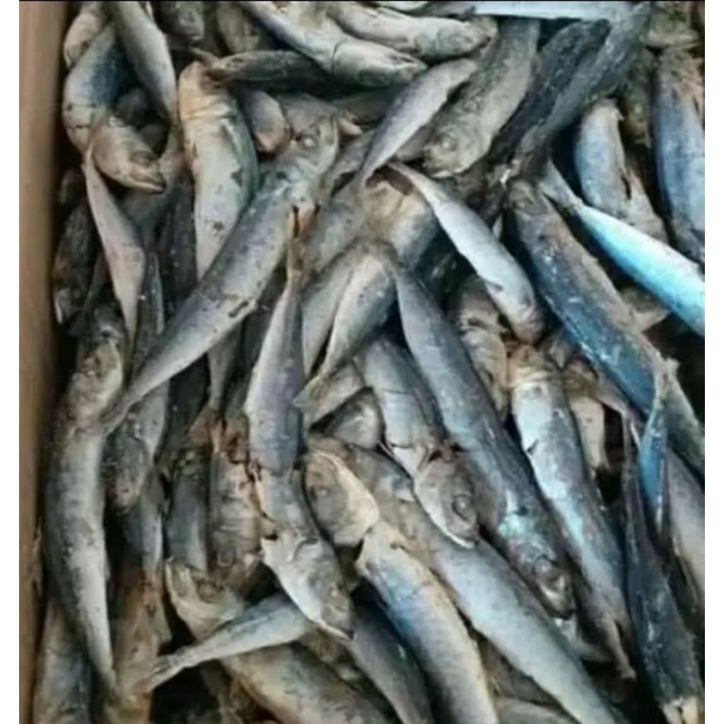 

ikan Asin Layang Kering