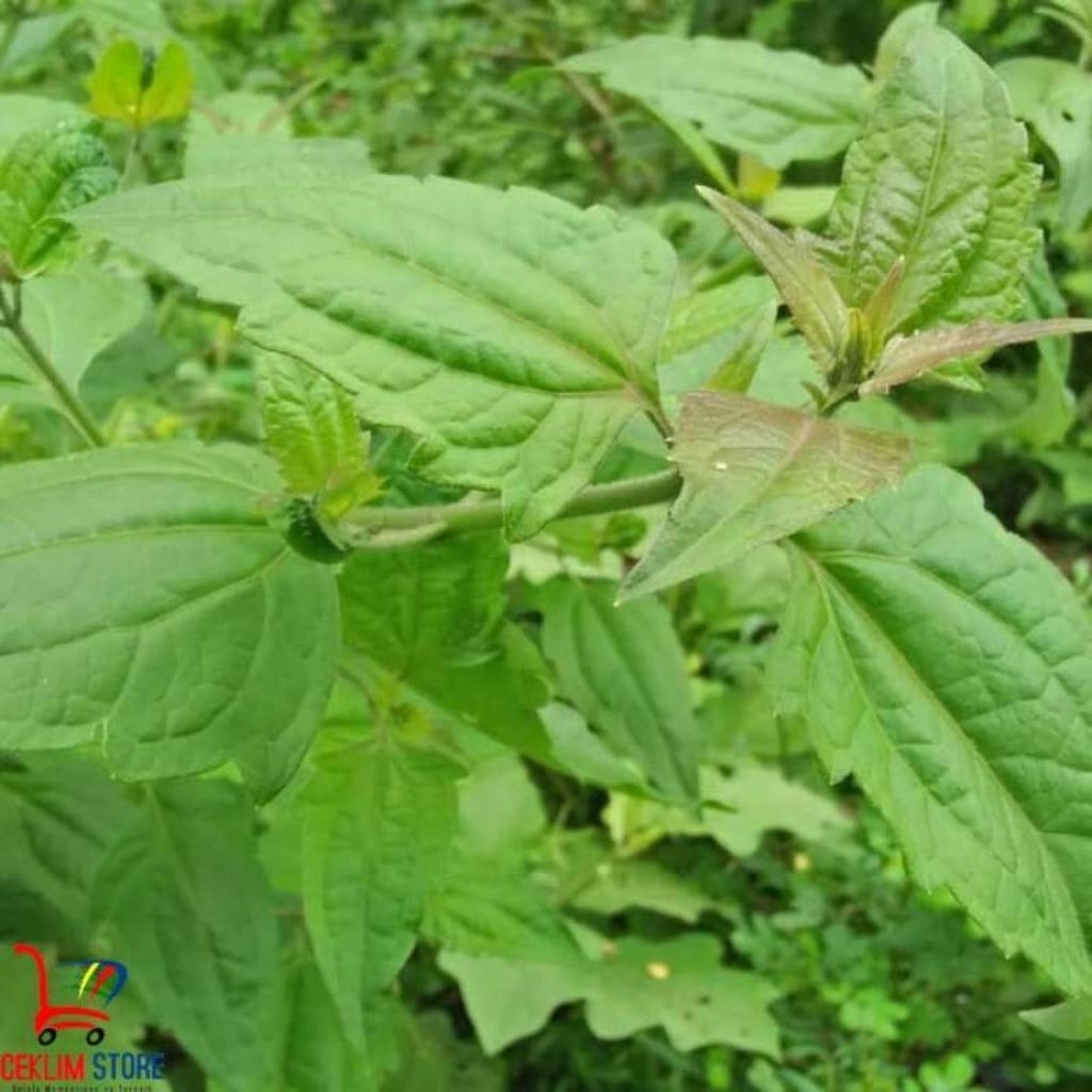 

Tumbuhan Obat Tradisional Kopasanda Asli Dari Hutan 250 gram
