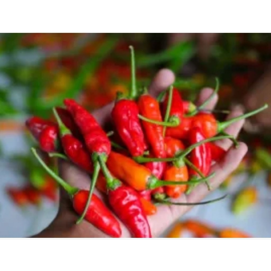 

Cabai Rawit Ori segar 500 gram