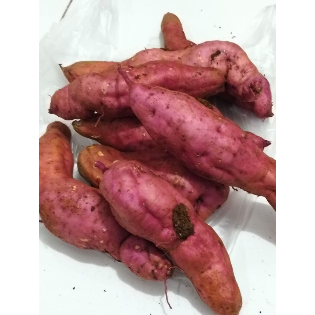 

Ubi Jalar, tela manis enak murah 1kg