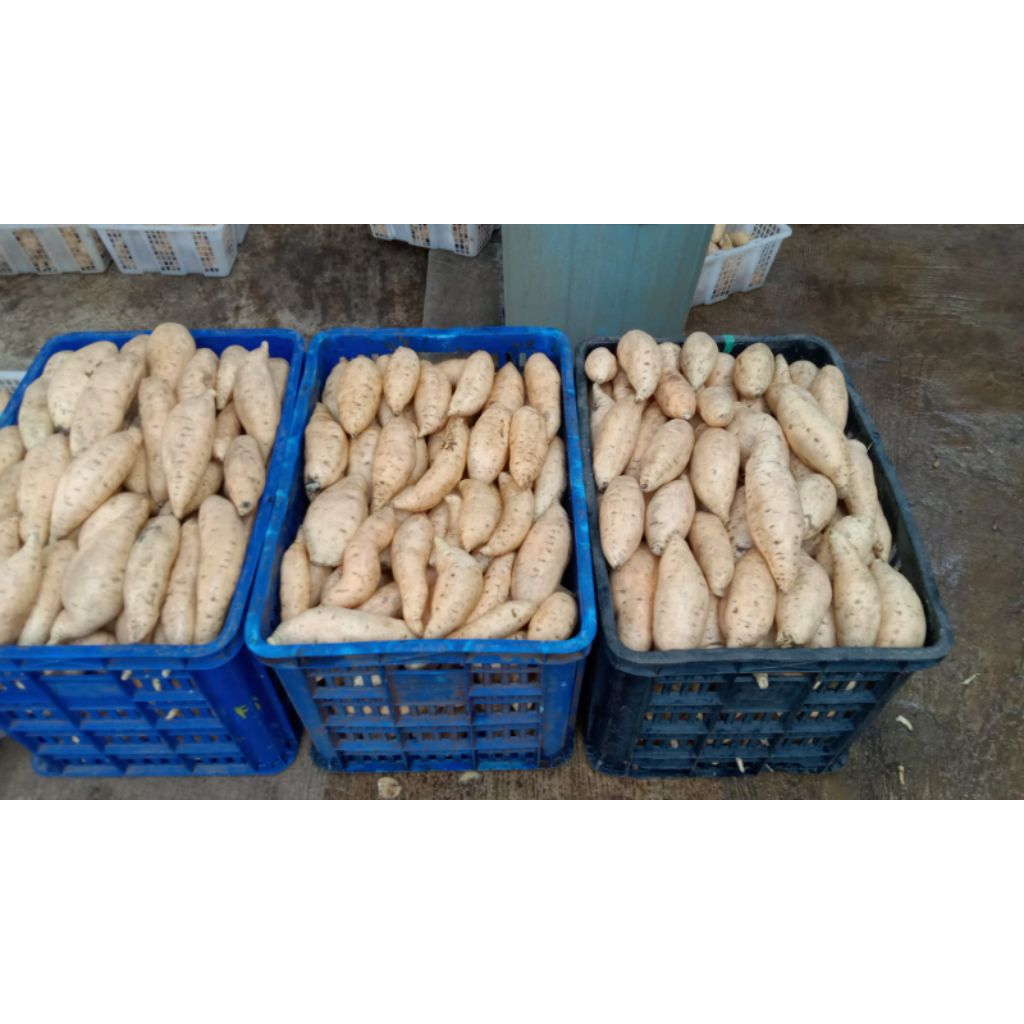 

ubi cilembu asli 1kg