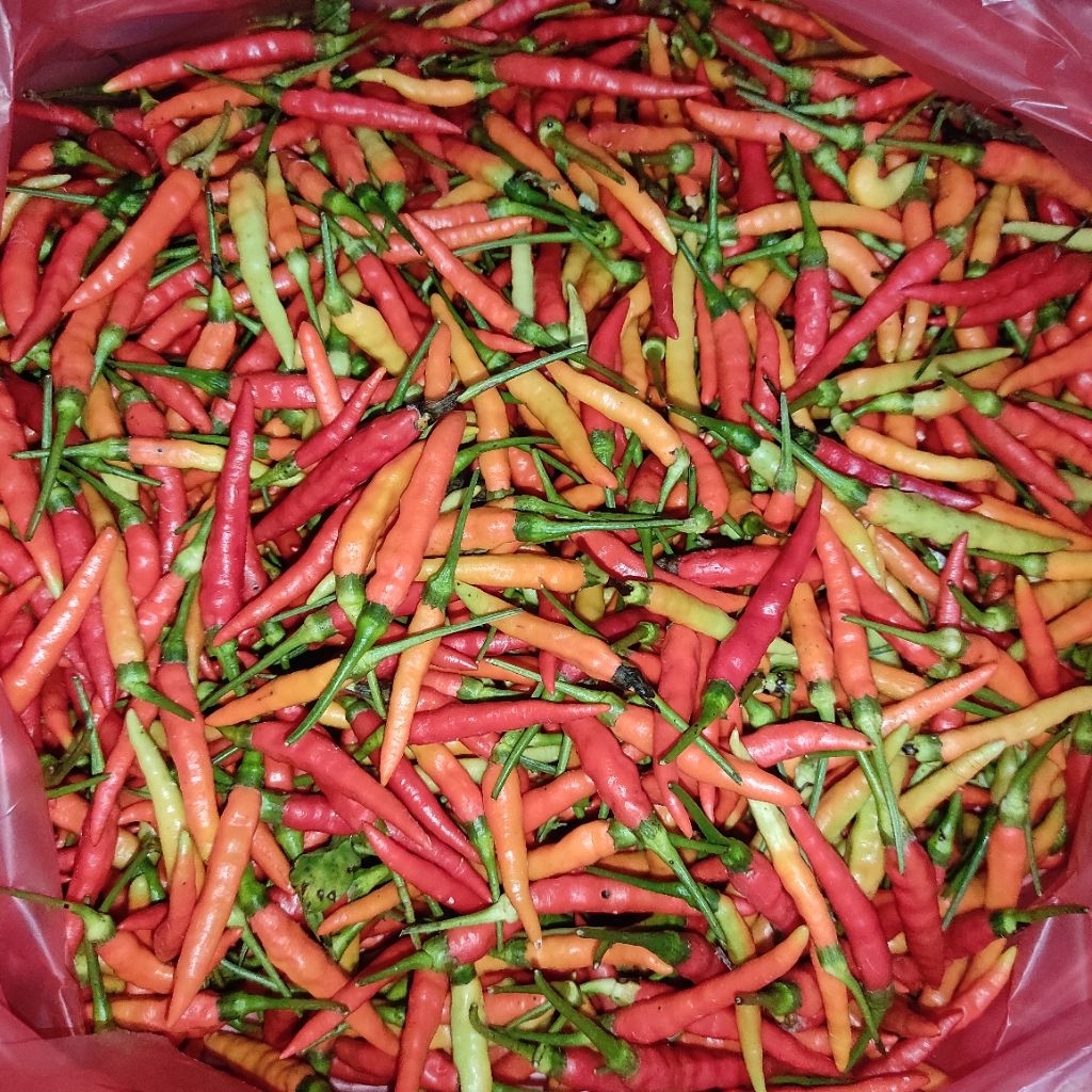 

cabe rawit mutiara cabai / lombok 250 gram fresh murah