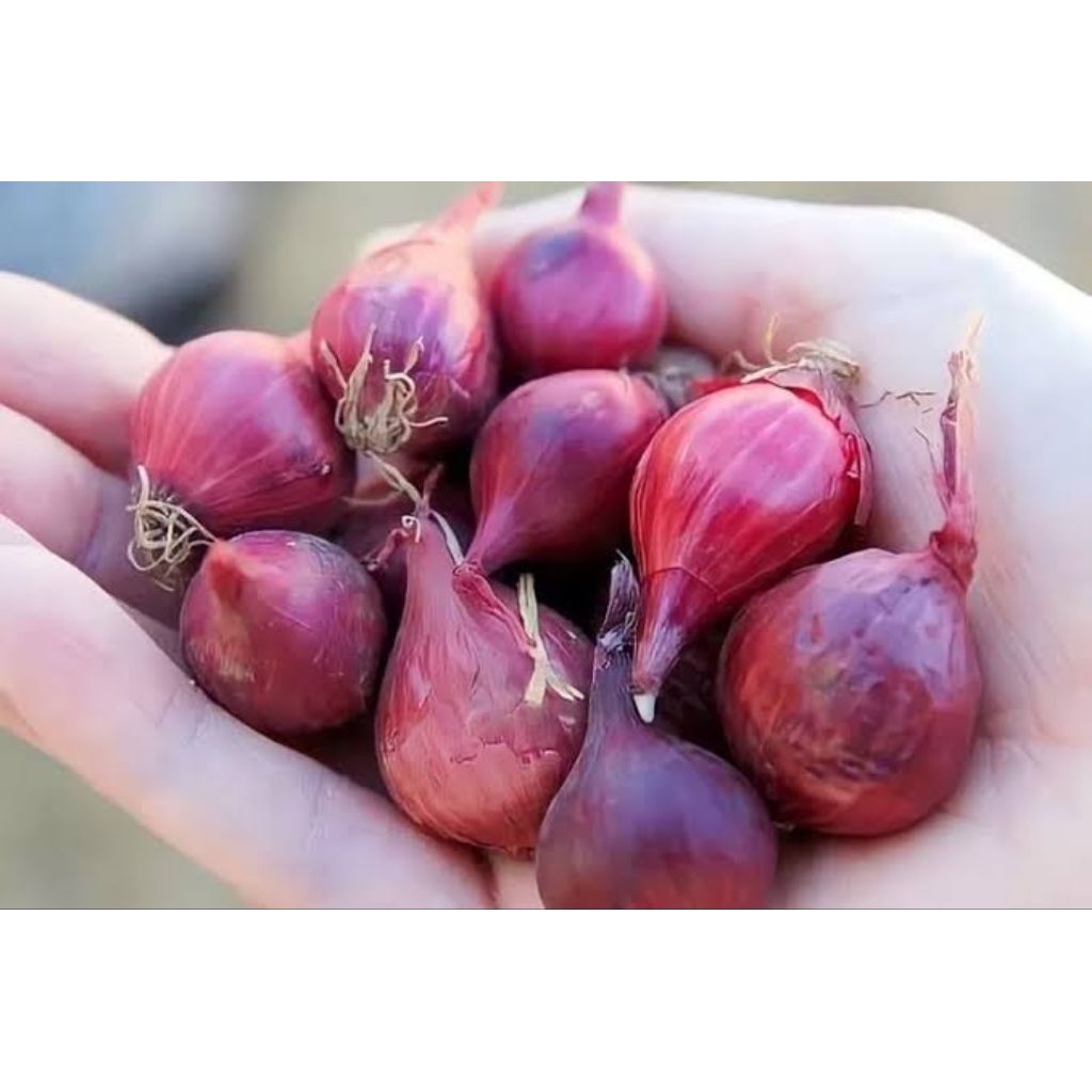 

BAWANG MERAH FRESH ORI