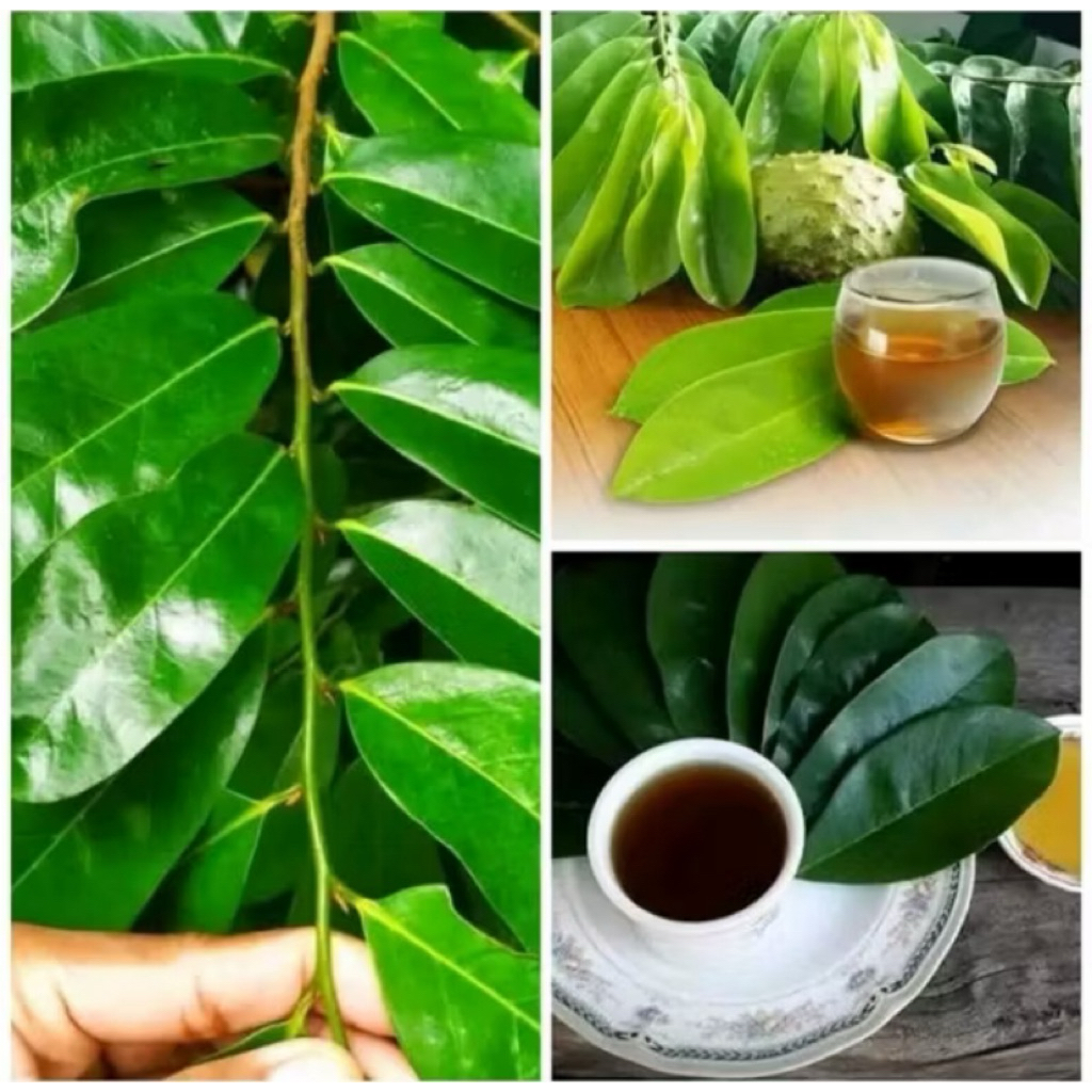 

Daun sirsak fresh organik dadakan pencegah tumor per 1kg