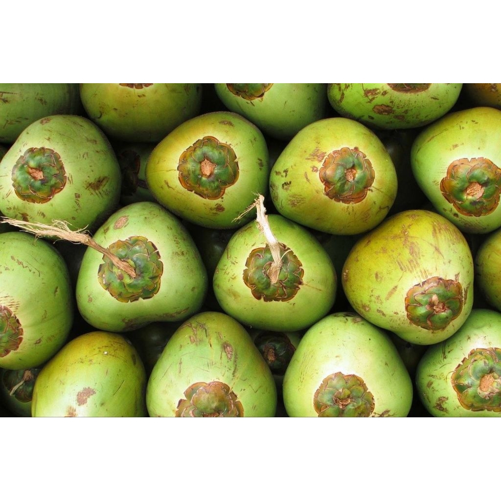 

kelapa muda super 1 butir murah banyak air dan dagingnya