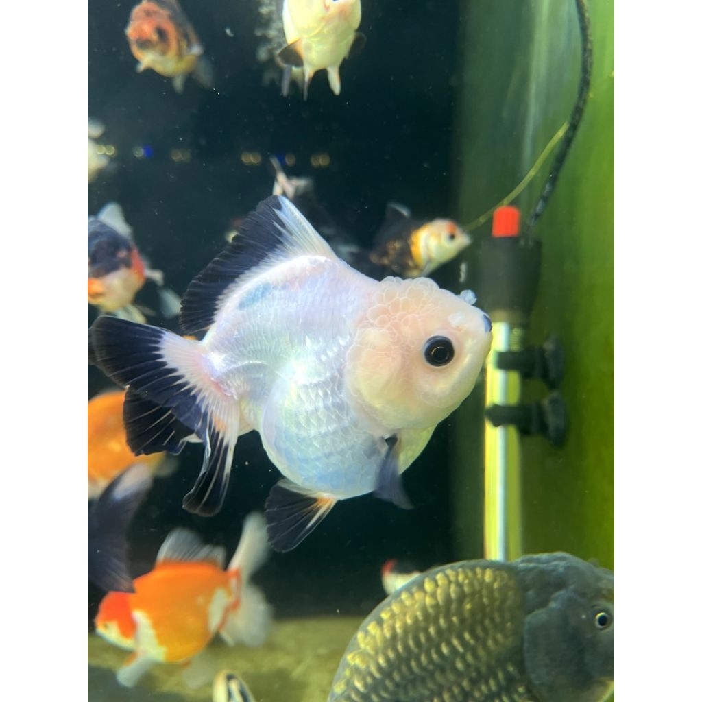 hiasan goldfish / maskoki oranda panda