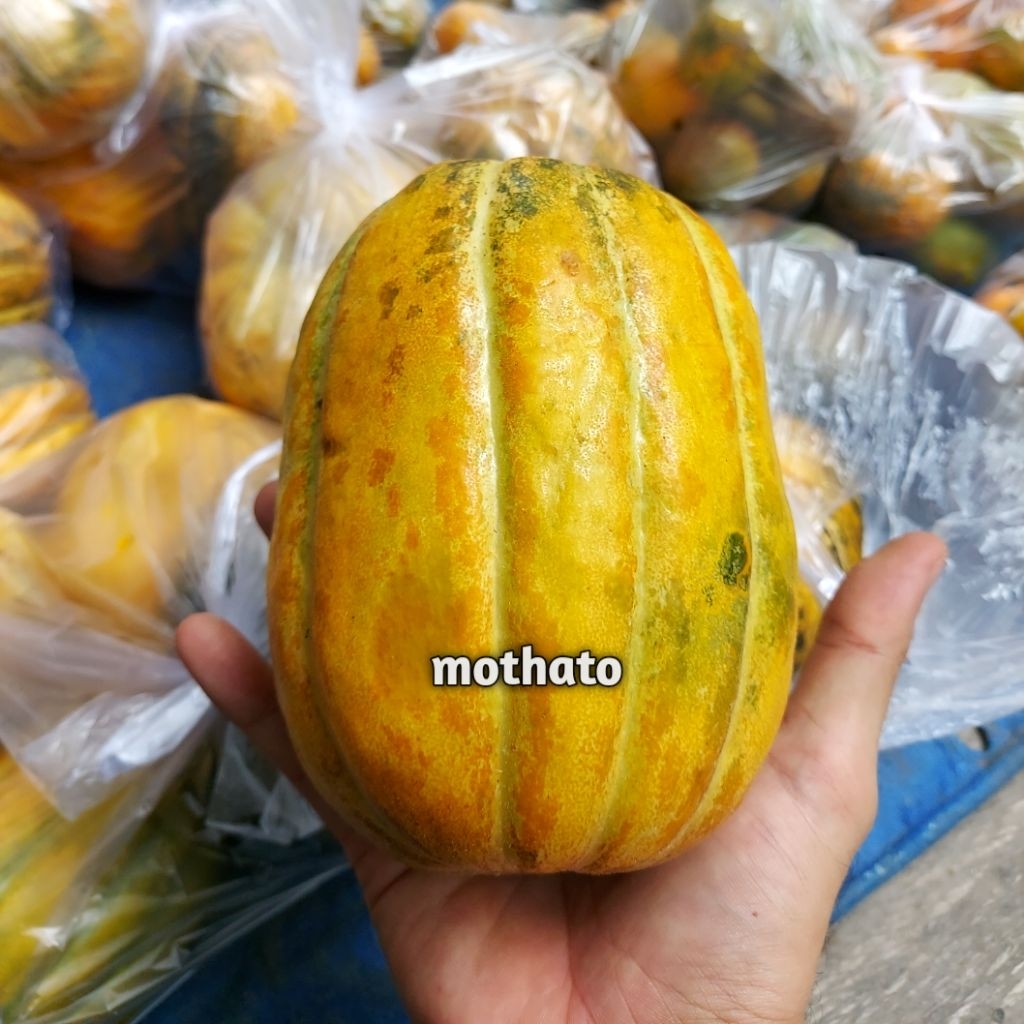 

BLEWAH SEGAR ±1kg – Manis, Harum, dan Menyegarkan