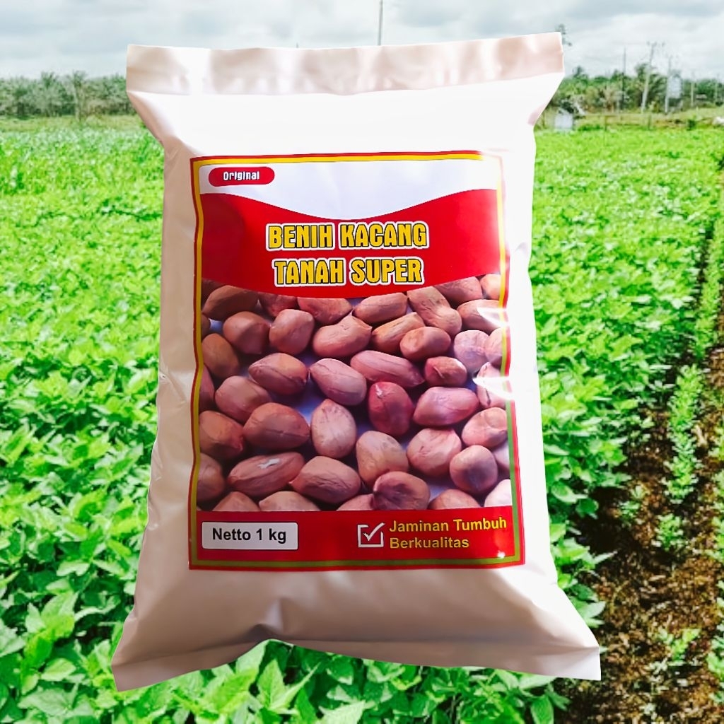 

Benih kacang tanah super jumbo varietas gajah siap untuk di tanam kemasan 1 kg