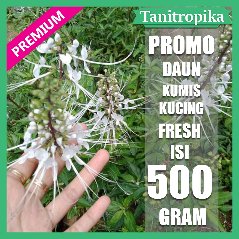 

Daun Kumis Kucing Segar 500 gram obat herbal alami tani tropika