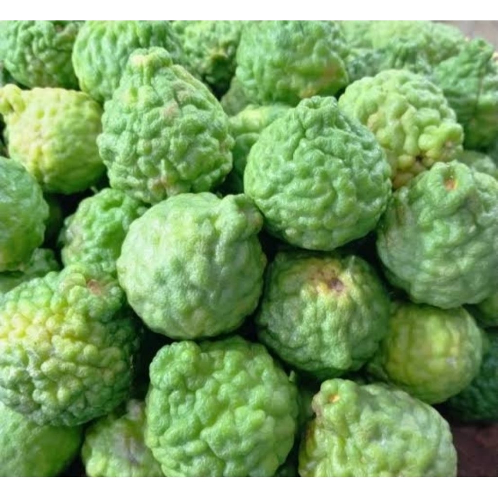 

Jeruk Purut Segar 1buah