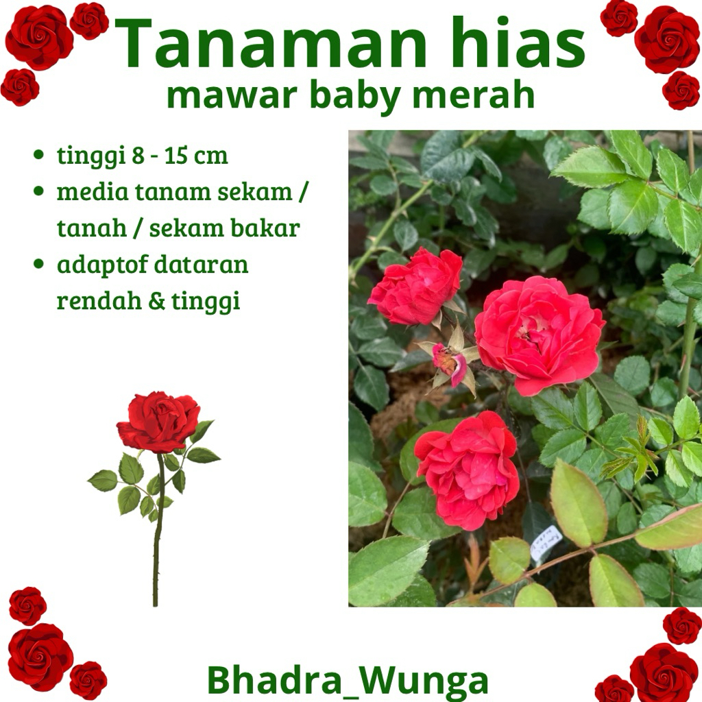 TANAMAN HIAS | mawar baby merah