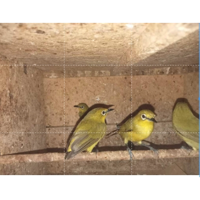 Pleci Garut Bungbulang Bekasi