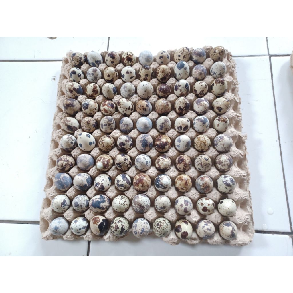 

TELURPUYUHPRESHISI80BUTIR