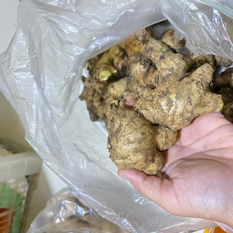 

[JAKTIM] JAHE EMPRIT