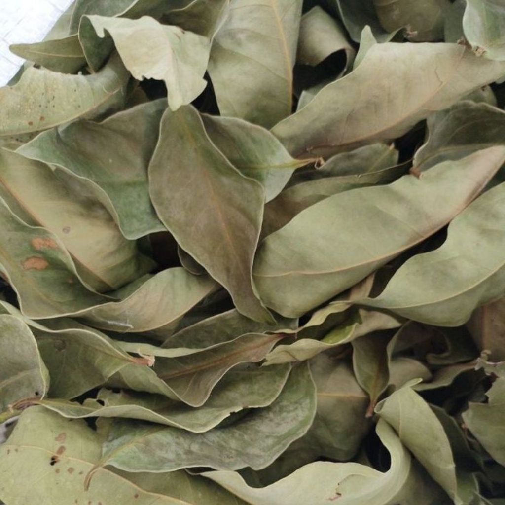 

Virall!!! Daun salam kering 100gr untuk pengharum bumbu masakan