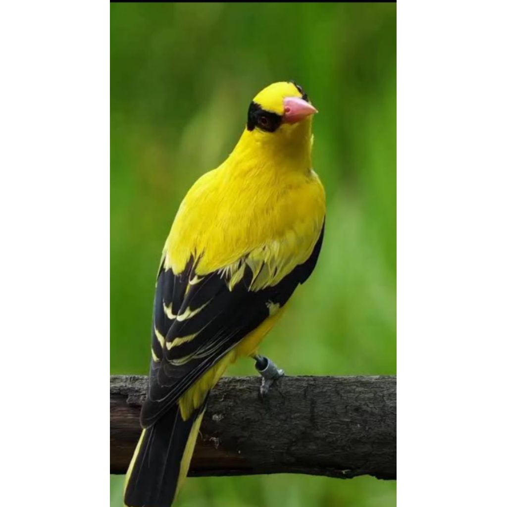 

Telur fertil KEPODANG EMAS