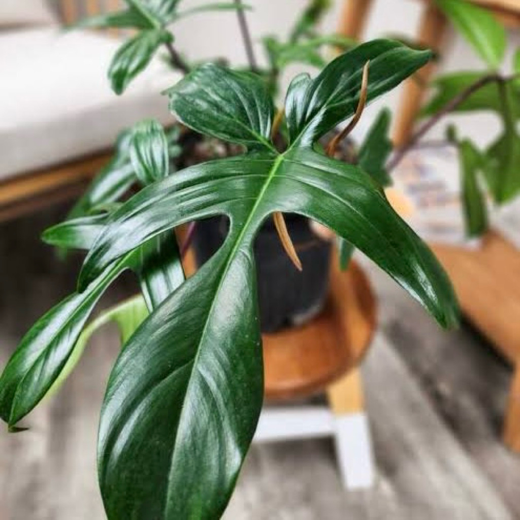 PHILODENDRON FLORIDA BEAUTY GHOST ORIGINAL FLOBE PHILO