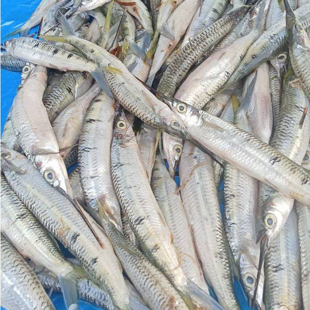 

Ikan Julung Segar 1Kg Ikan Julung Utuh Ikan Kacang Kacang