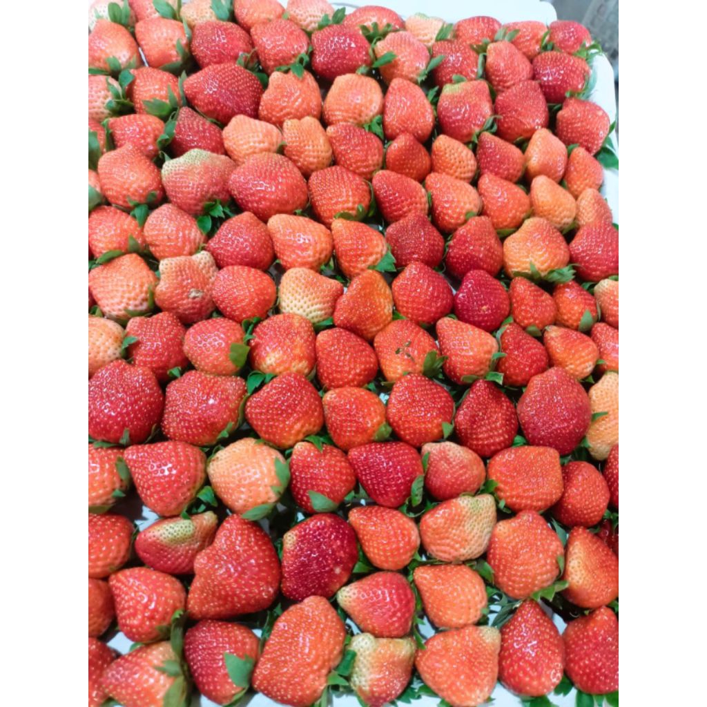 

strawberry fresh 1kg
