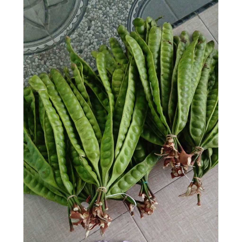 

PETE PETAI SUPER PER 1 LONJOR TUA