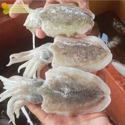 Cumi Balakutak 1Kg Cumi Balakutak Hitam Cumi Sotong Seafood Cumi Cumi Basah Segar Cuttle Fish