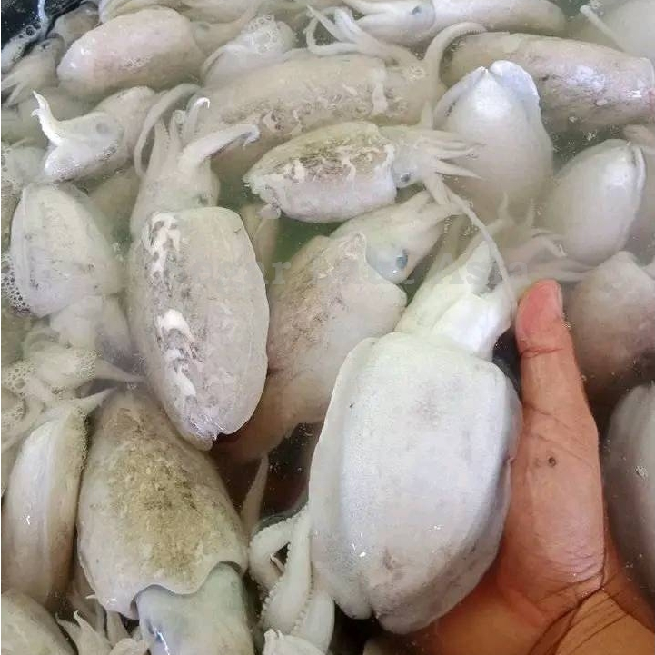 

Balakutak Segar 1Kg Balakutak Hitam Cumi Sotong Cuttle Fish