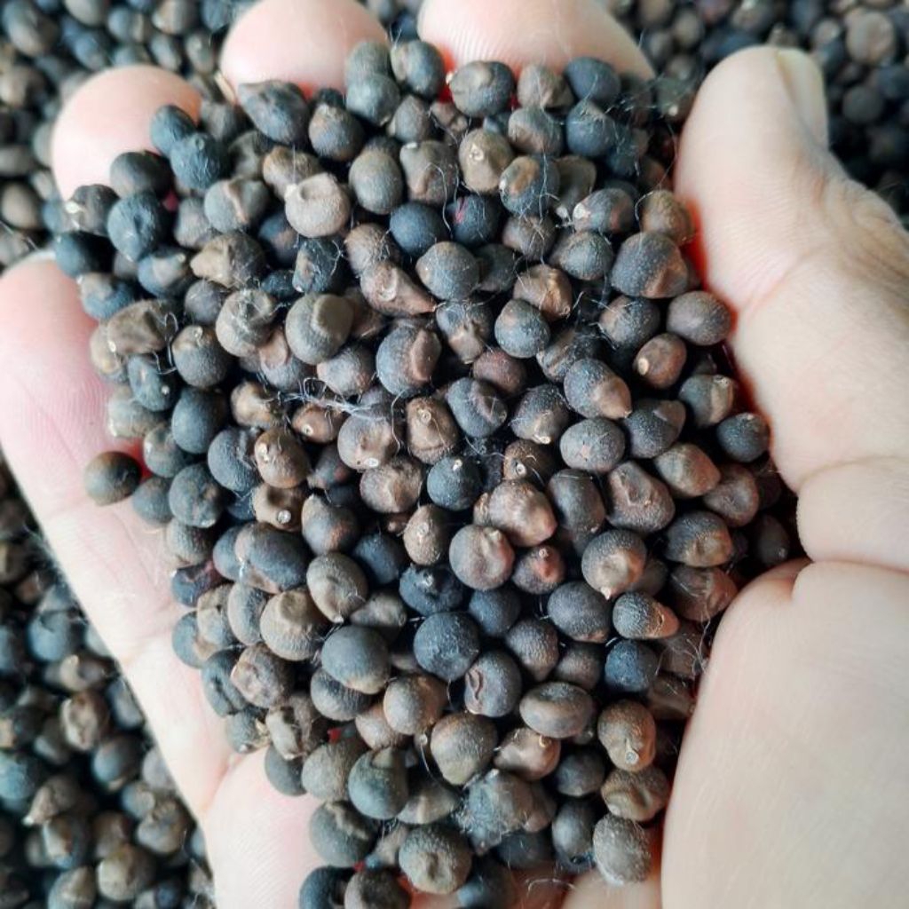 

klenteng randu ism 13gr