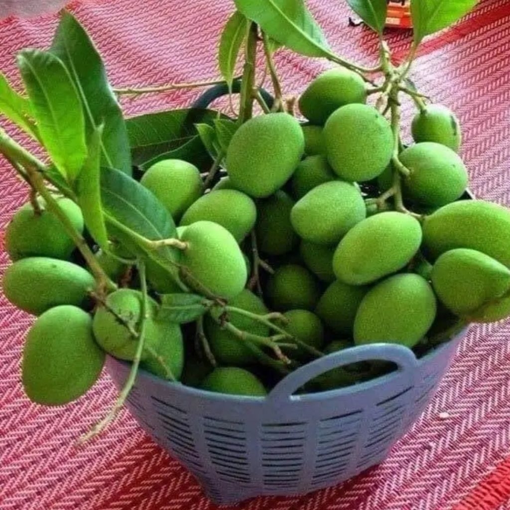 

mangga asem mangga pentil langsung petik pohon fress perkilo gram