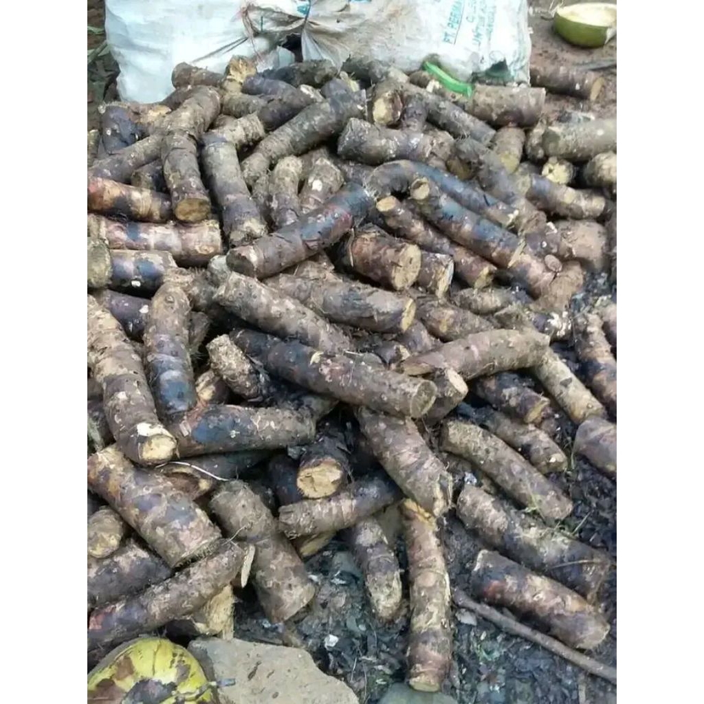 

umbi nampu basah per 500 gram/nampu/cariang