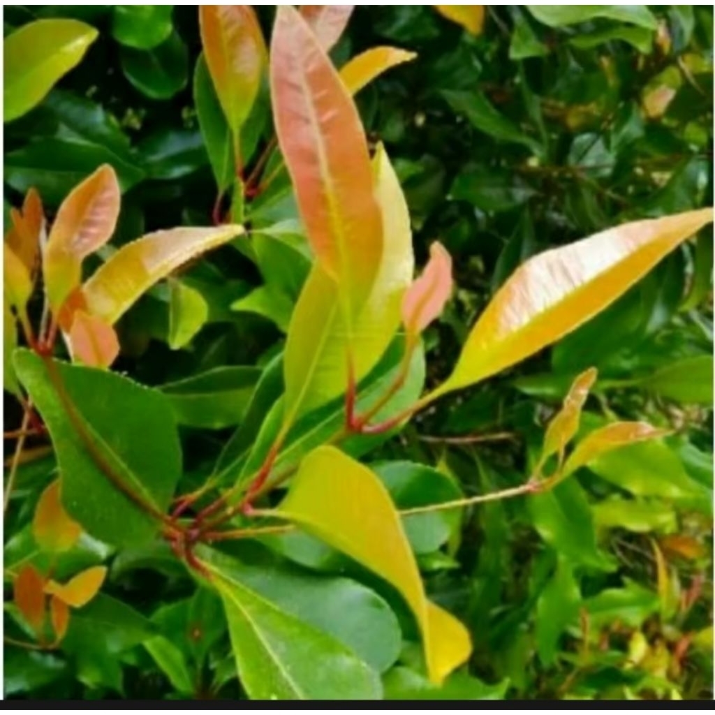 

DAUN CENGKEH SEGAR 1 KG