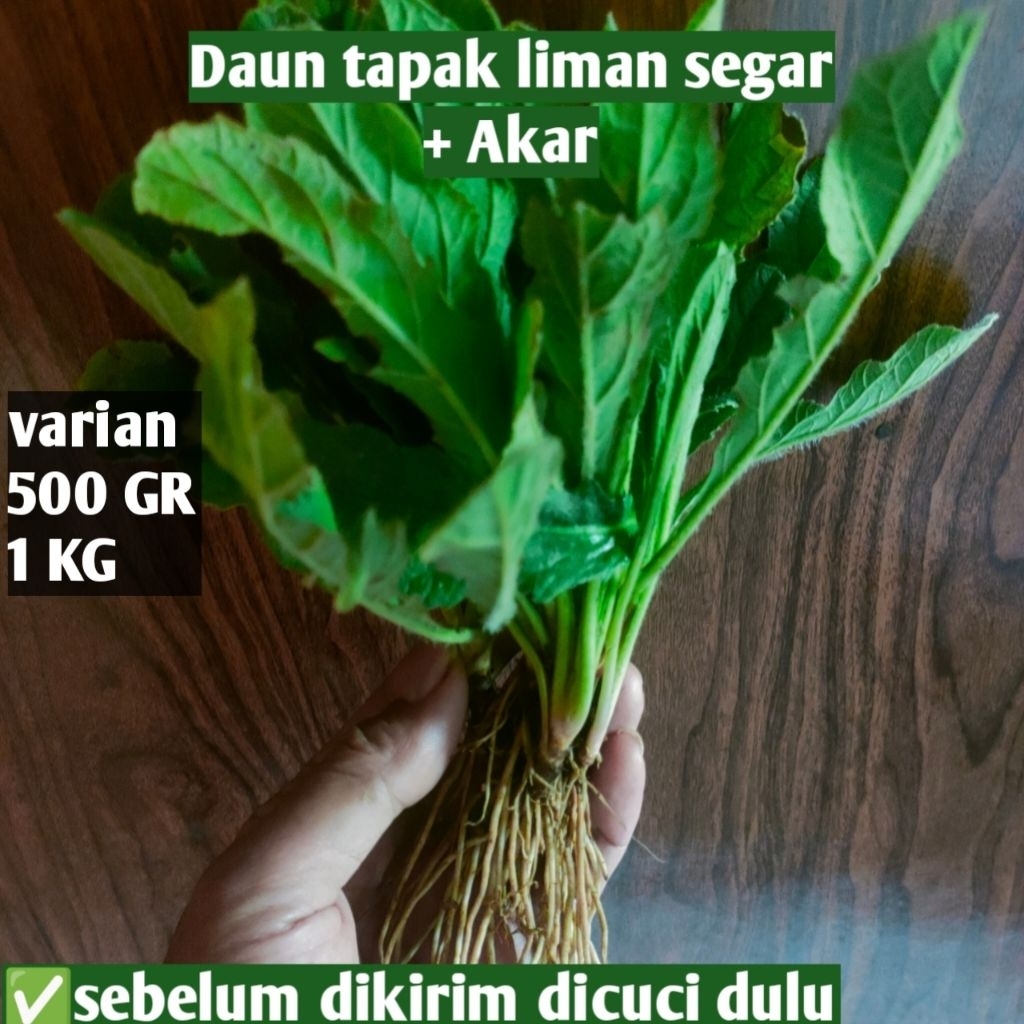 

Daun Tapak Liman Segar + Akar Obat Herbal Darah Tinggi & Detoks Hati