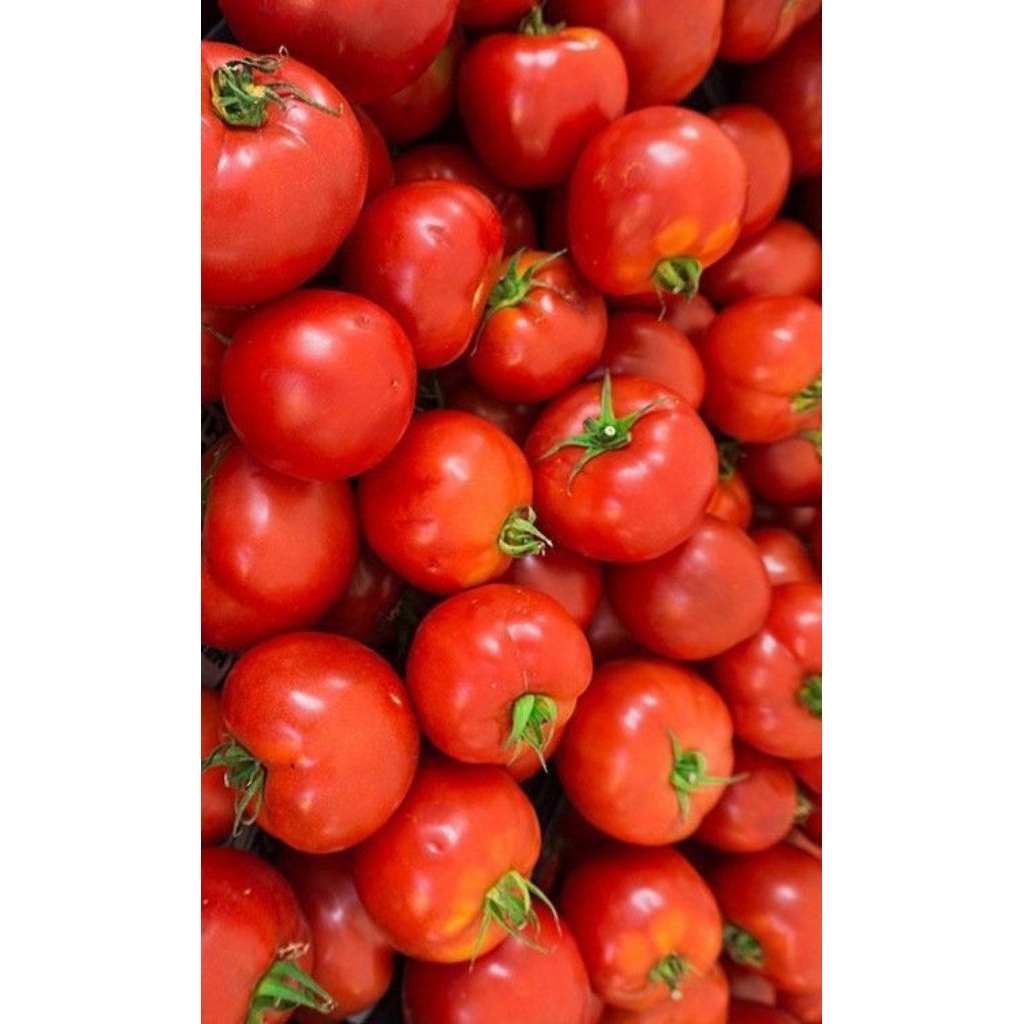 

TOMAT BUAH / TOMATO / FRESH VEGETABLES / VEGETABLE / SAYUR SAYURAN SEGAR 250GR / BUMBU DAPUR MURAH