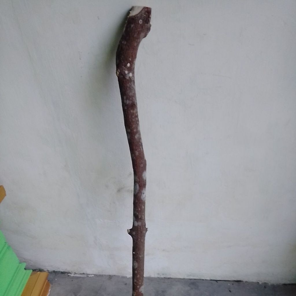 Bahan Tongkat Kayu Cendana Wangi Asli